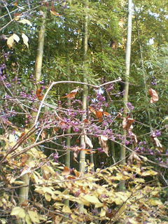 竹の小径7分岐点