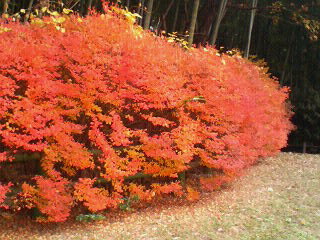 竹の小径10広場奥のドウダンツツジ
