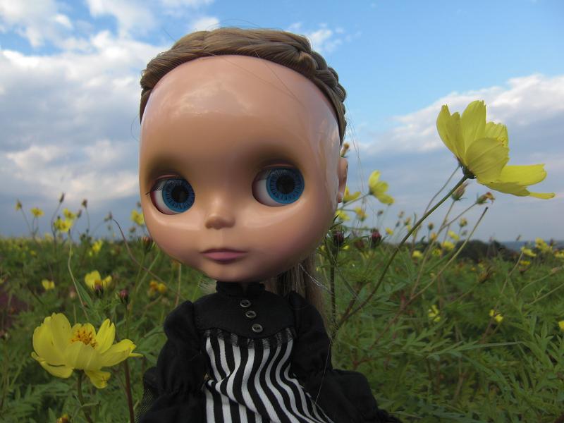 コスモスとすみれ