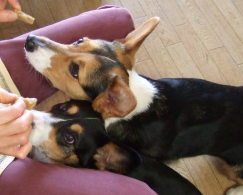 穀物固焼きクッキー・愛犬の健康のために・手作りフードレシピ2