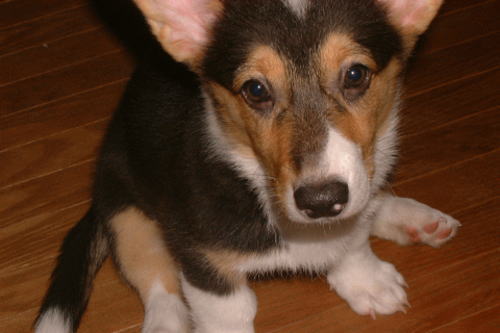 愛犬の健康のために。犬めしブログ 小春1ヶ月