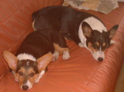 愛犬の健康のために。犬めしブログ　微妙な均衡