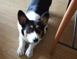 愛犬の健康のために。犬めしブログ　いつまでも甘えたい？