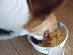 犬の健康つくりのために　手作りフード　素材　レシピ