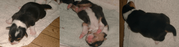 繁殖について・ハルの子犬たち