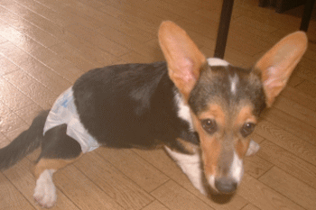 繁殖について・小春おむつ訓練