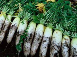 愛犬子健康のために・手作りフード素材・大根２