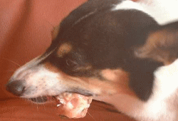 犬用手作りフード素材・骨付き鶏肉・生食１