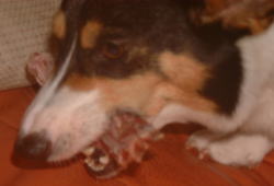 犬用手作りフード素材・骨付き鶏肉・生食２