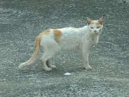 あ、猫だ！にゃ、人間にゃ！04/17