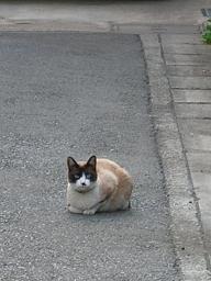 あ、猫だ！にゃ、人間にゃ！２ 04/17