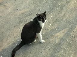 あ、猫だ！にゃ、人間にゃ！ 04/19