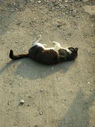 あ、猫だ！にゃ、人間にゃ！２ 04/19