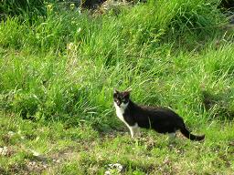 あ、猫だ！にゃ、人間にゃ！ ３  04/19