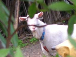 やぎさん　04/24