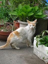 あ、猫だ！にゃ、人間にゃ！04/24