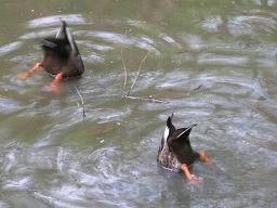 カモちゃんズ　04/23