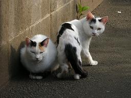 あ、猫だ！にゃ、人間にゃ！04/25