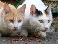 視線の先にあるものは何？　05/05/04