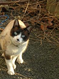 あ、猫だ！にゃ、人間にゃ！ 04/05