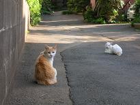 あ、猫だ！にゃ、人間にゃ！　05/05/04