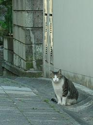 あ、猫だ！にゃ、人間にゃ！　04/07