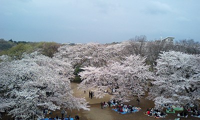 花見の宴2　07/3/31