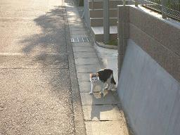 あ、猫だ！にゃ、人間にゃ！ 04/27