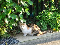 あ、猫だ！にゃ、人間にゃ！ 04/27