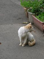 [２]にゃんだぁ？　