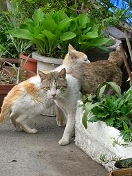 [３]にゃ、ボ、ボス　今何か言った？　にゃにも言ってません