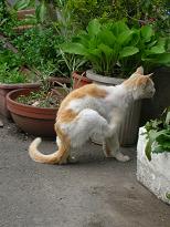 [５]ふー、危なかったにゃあ