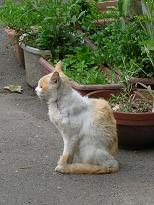 [６]ボスは行ったみたいにゃ