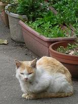 [７]疲れたにゃ