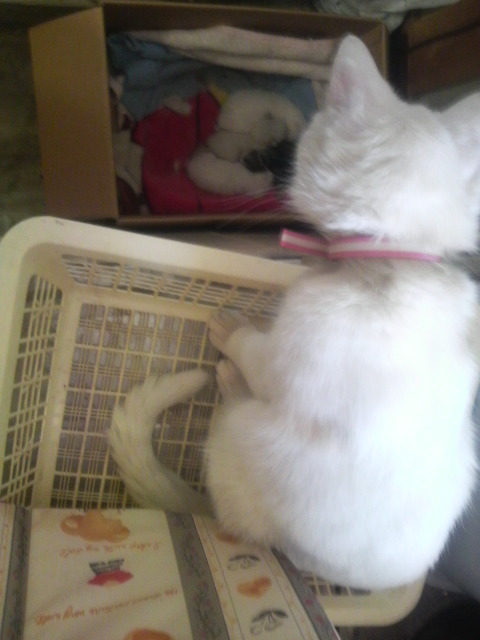 美衣貴方はなんて所からのぞくの～～～