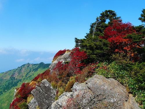 紅葉綺麗