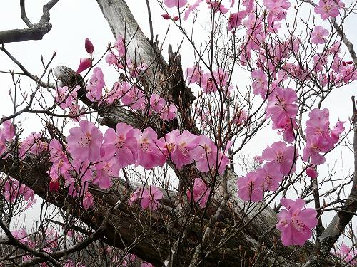 s-獅子舞の鼻５月１４日 012.jpg