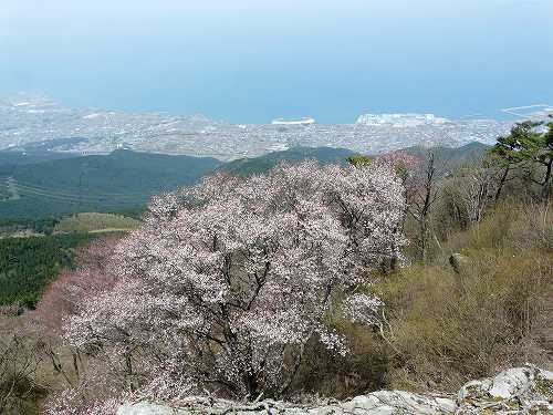 山桜