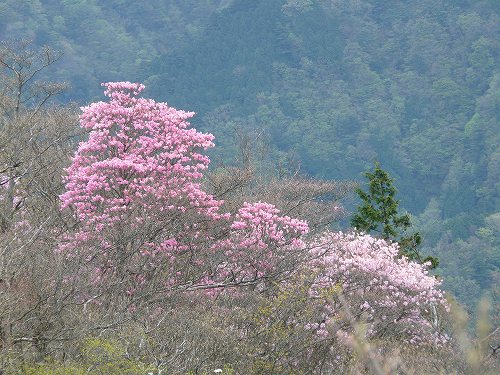 s-獅子舞の鼻５月１４日 057.jpg