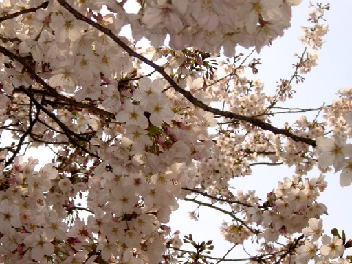 2006 3-30 桜２.jpg