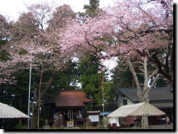 おとぎの桜