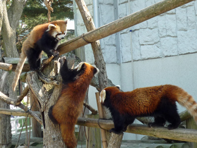 円山動物園レッサーパンダ