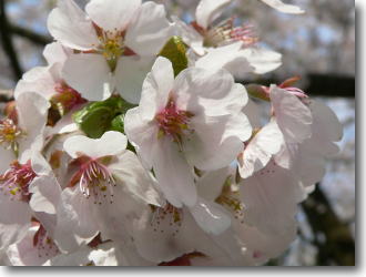 桜のアップ写真
