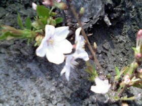 幹から桜