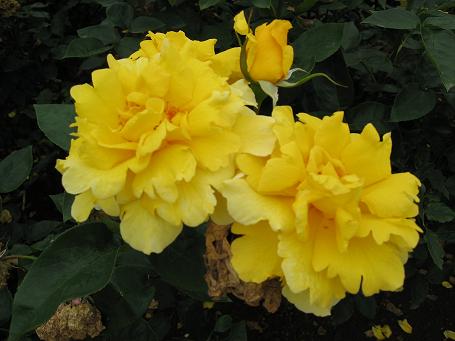 黄色いバラ３