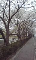 20110419_桜