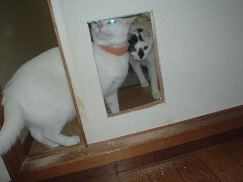 ペットドア１.jpg