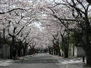 2006sakkura 015_180.jpg