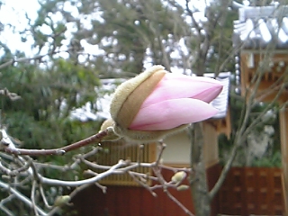 しでこぶしの蕾