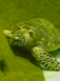 水族館4